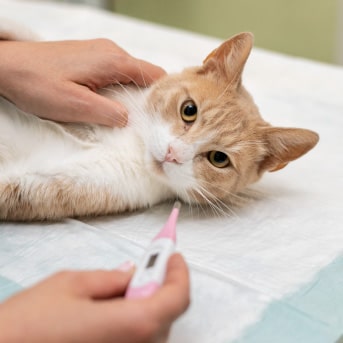 Que debe tener un botiquin para gatos